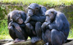 Three female chimpanzees nod-off as they