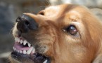 What to Do When Your Dog Bites Someone
