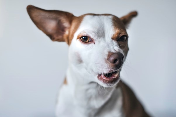 Top Reasons to Hire a Lawyer if a Dog Bites You