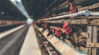 California Poultry Enterprises Take a Hit with $4.8M Settlement for Exploiting Child Labor